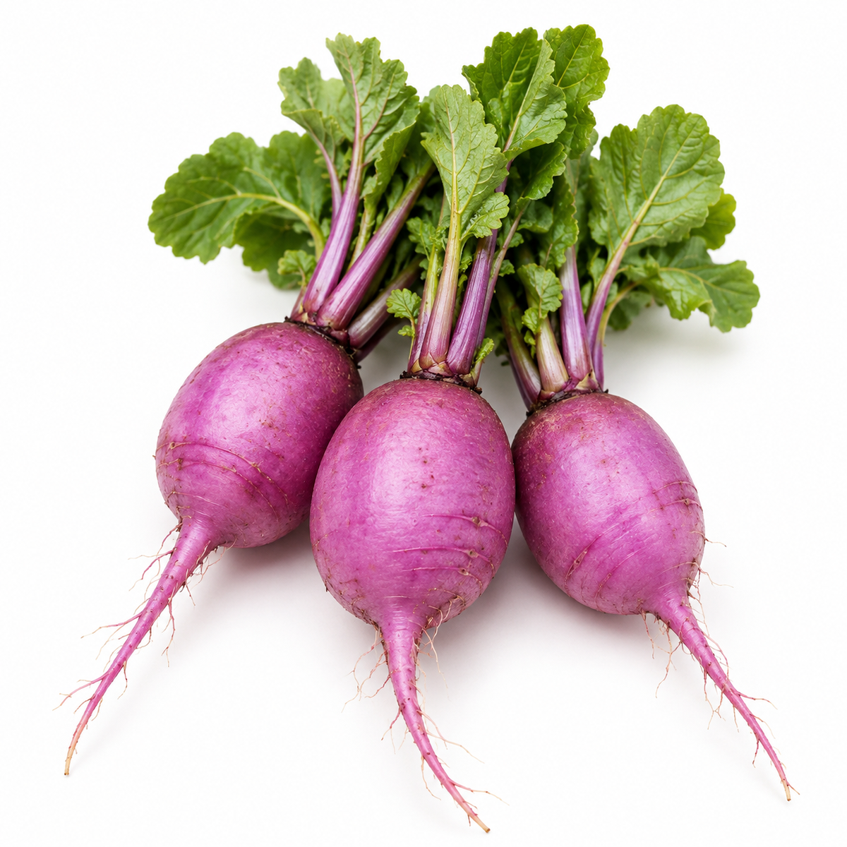 Purple Daikon Radish