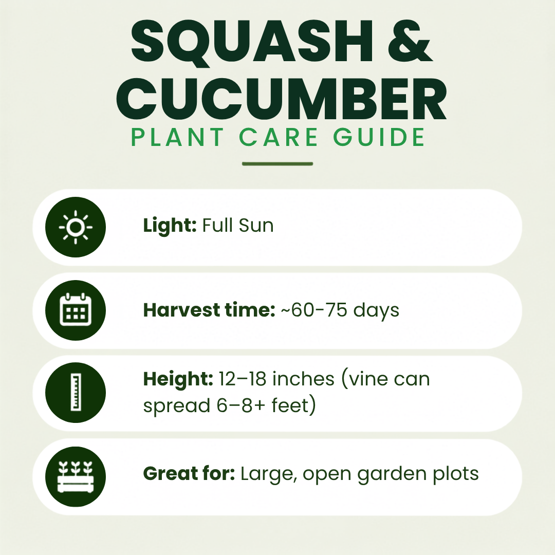 Armenian Cucumber Plants