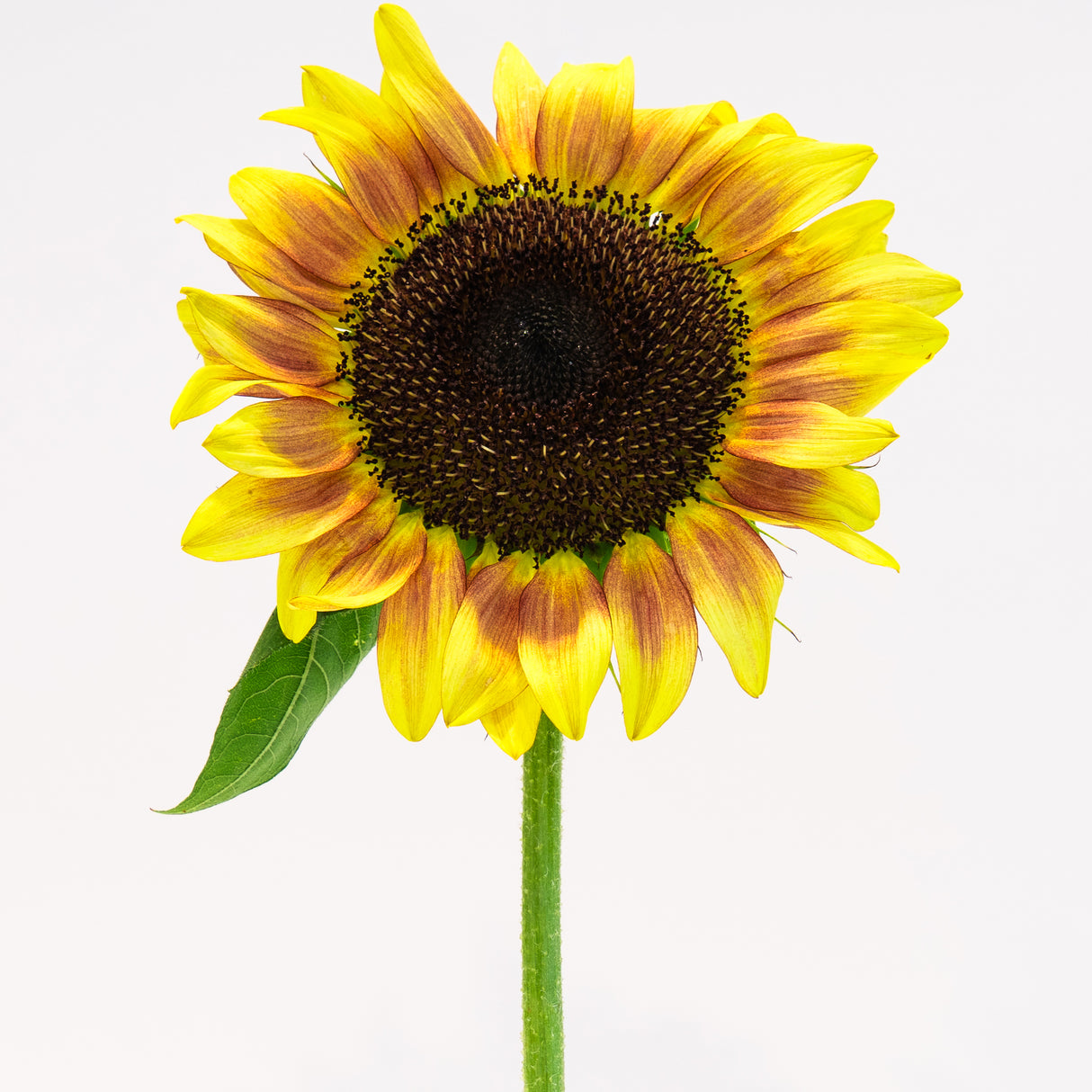 Autumn Sunflower Plant