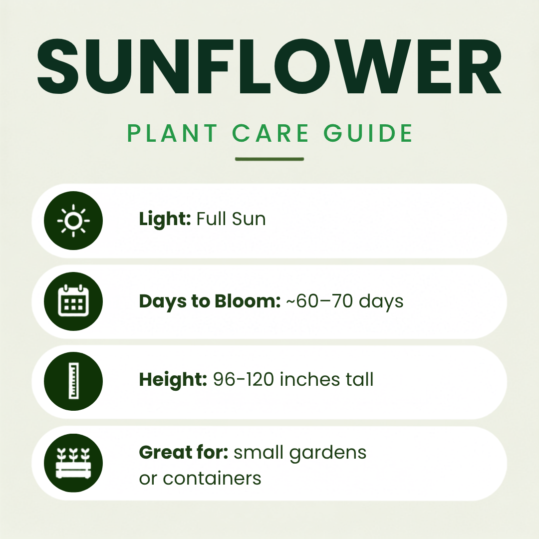 Autumn Sunflower Plants