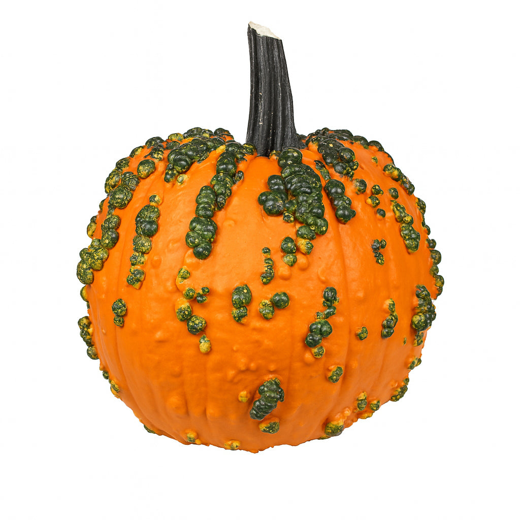 Warty Goblin Pumpkin Plant - Salinas Nursery Garden Plants