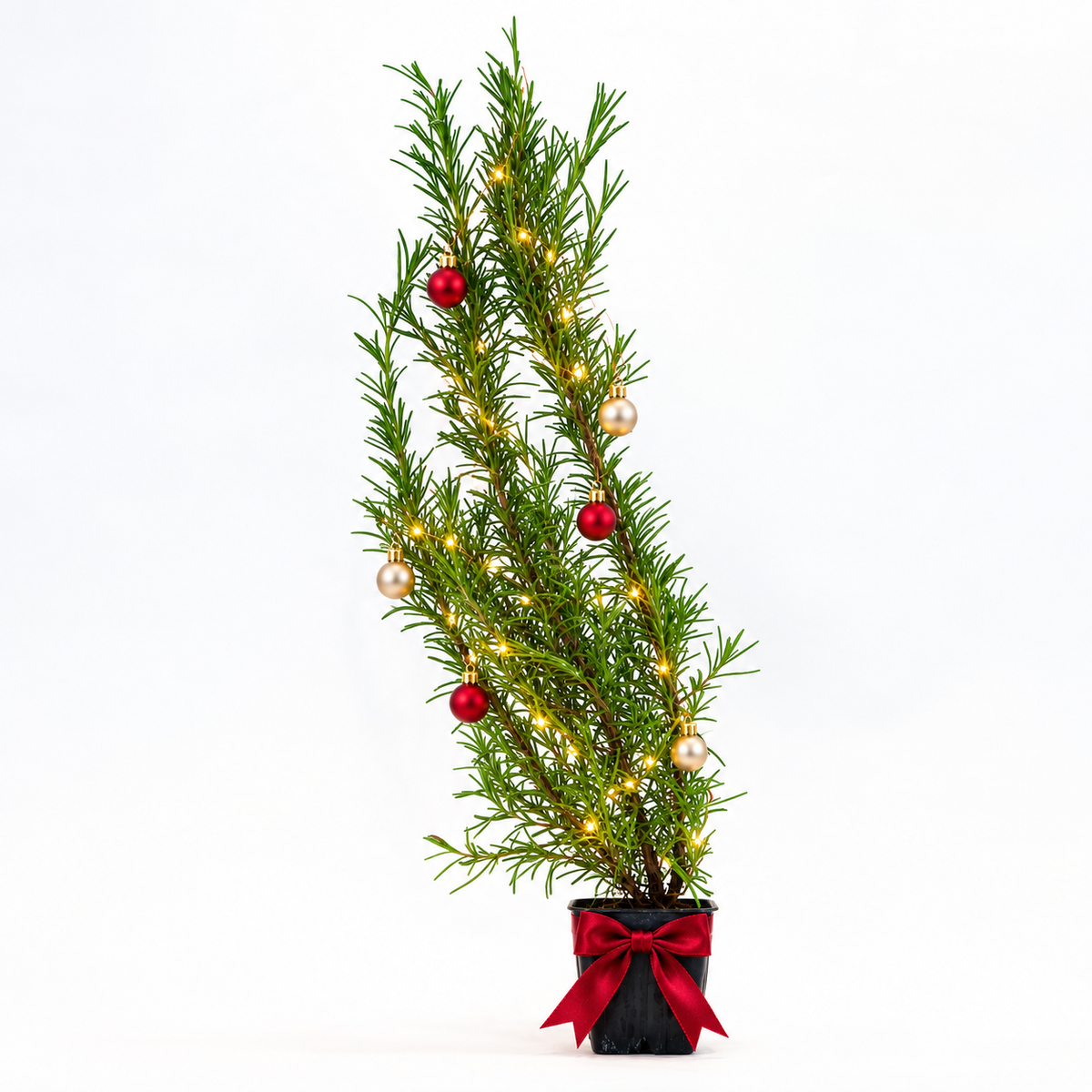 Rosemary Christmas Tree