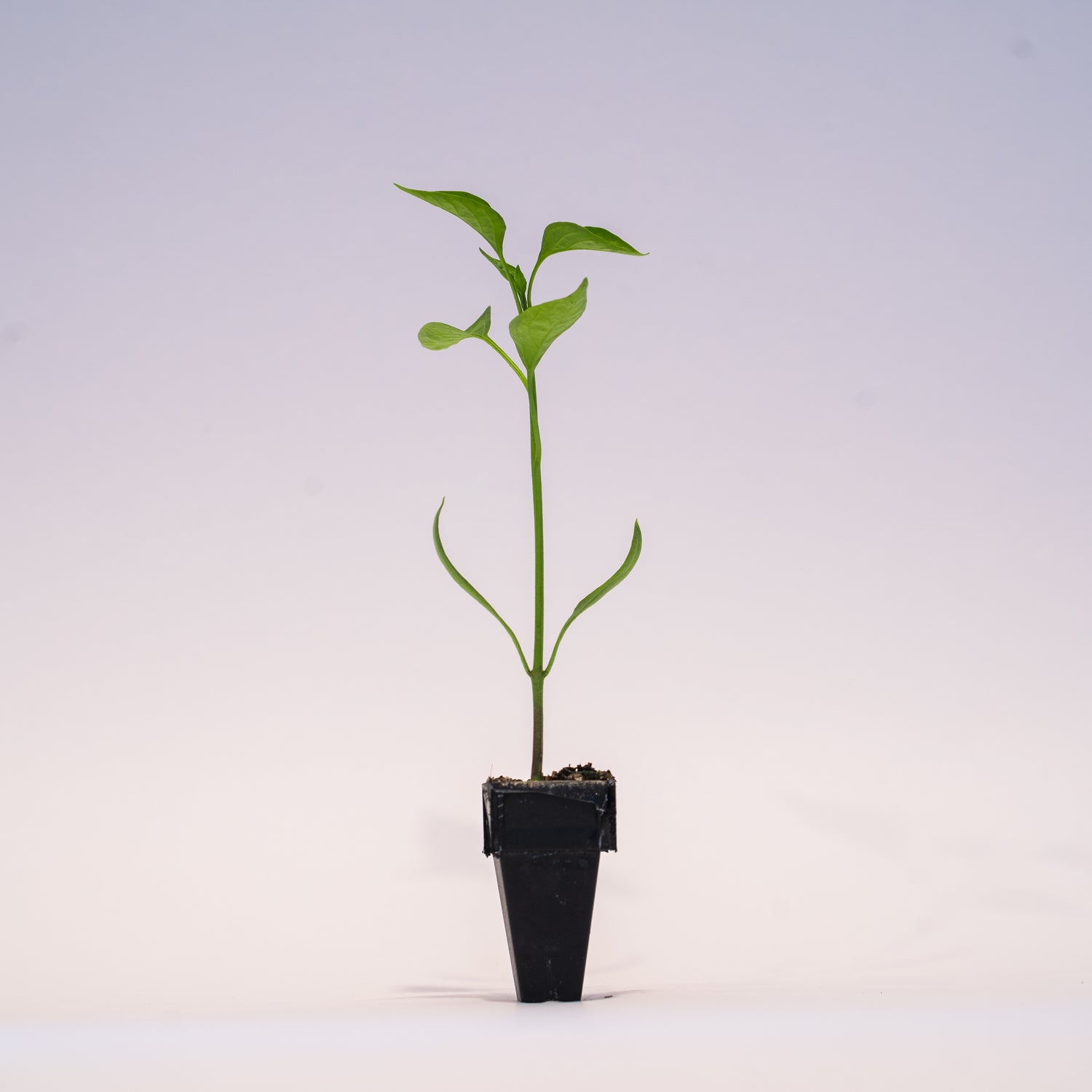 Anaheim Chili Pepper Plant