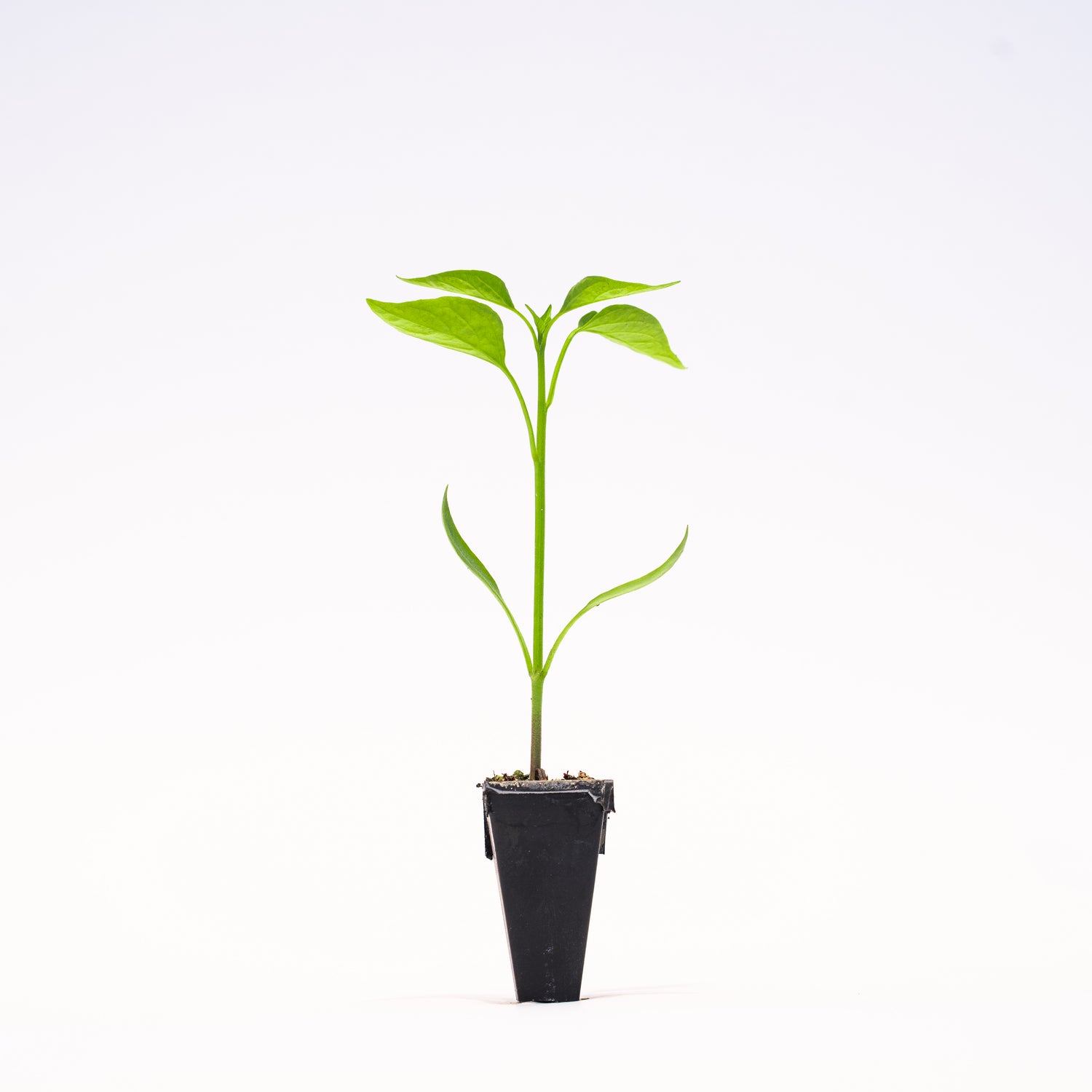 Purple Beauty Pepper Plant