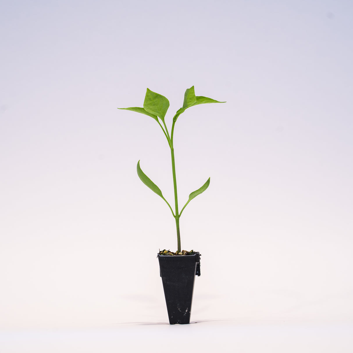 No Heat Jalapeno Pepper Plant