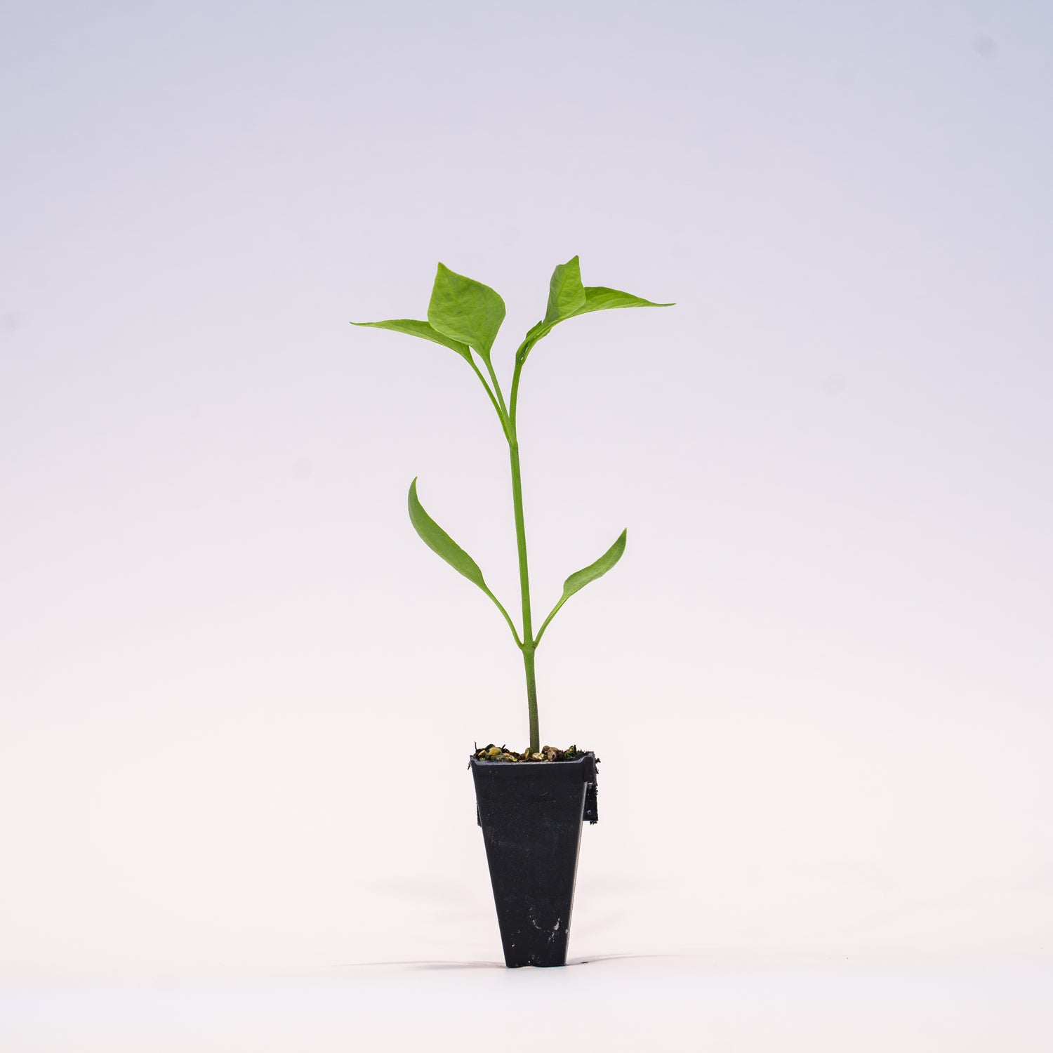 No Heat Jalapeno Pepper Plant