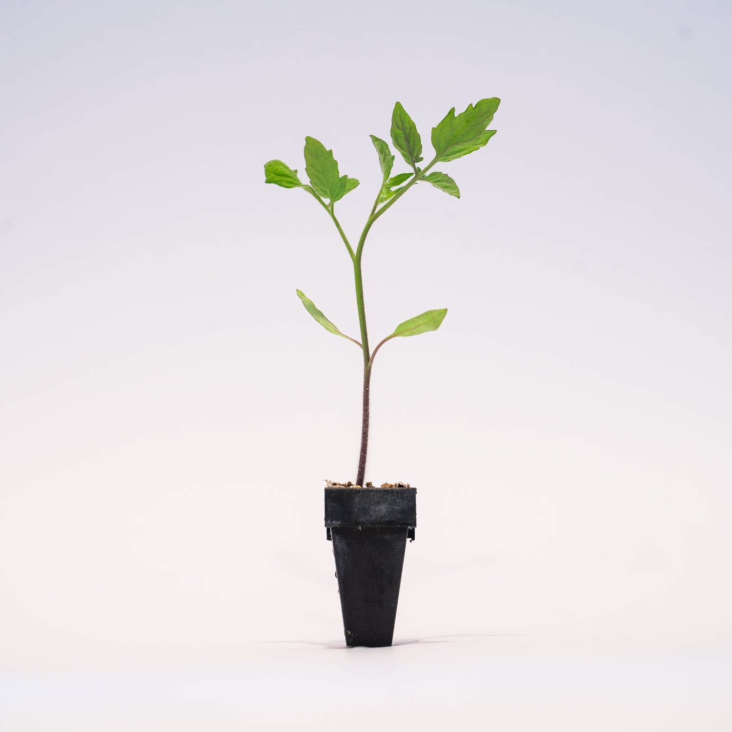 Heirloom Hybrid (Orange) Tomato Plant