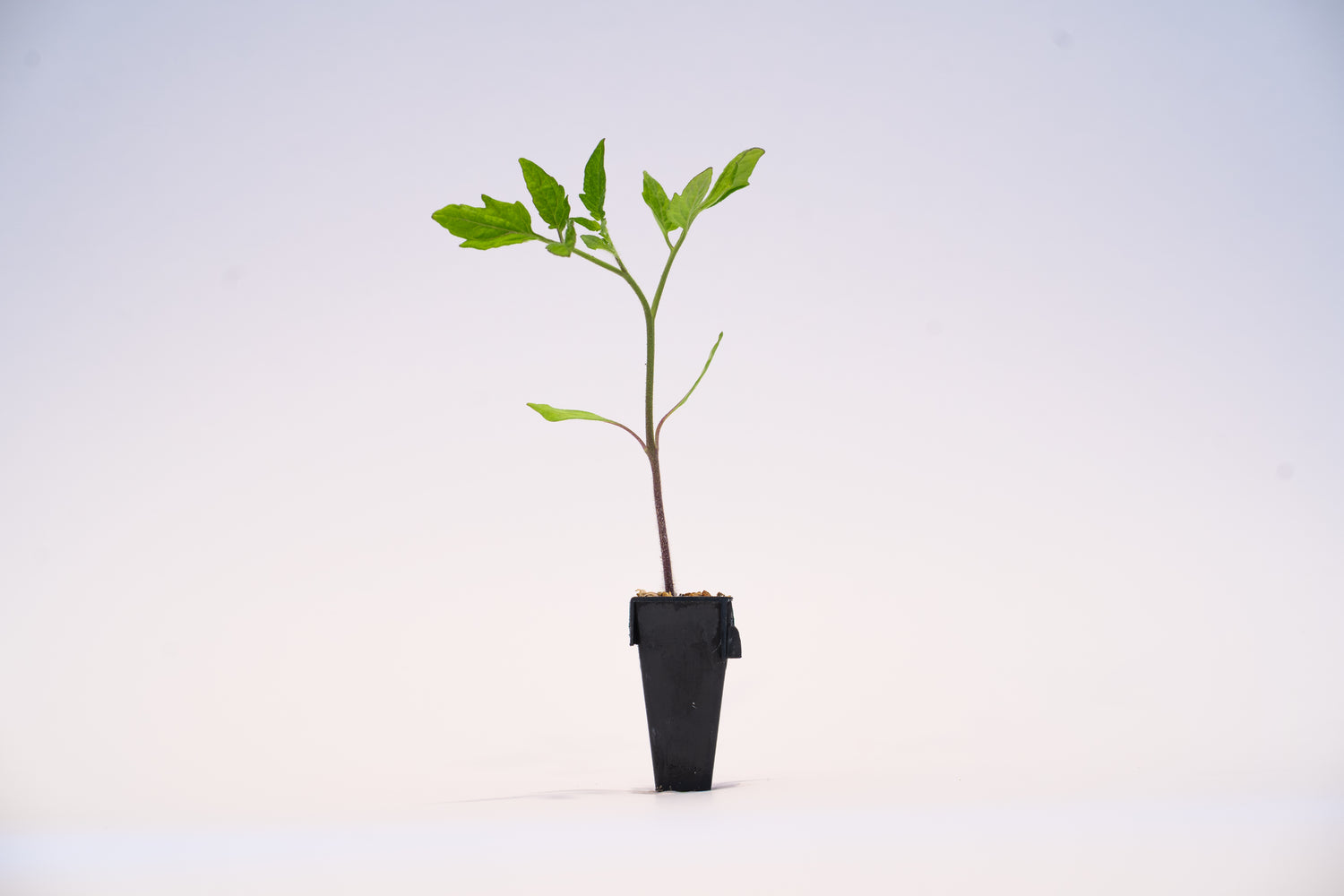 Heirloom Hybrid (Red) Tomato Plant