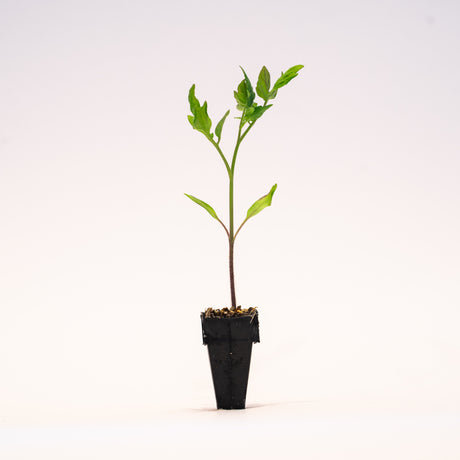 Pink Pong Tomato Plants (Very Limited Stock – NEW for 2025)