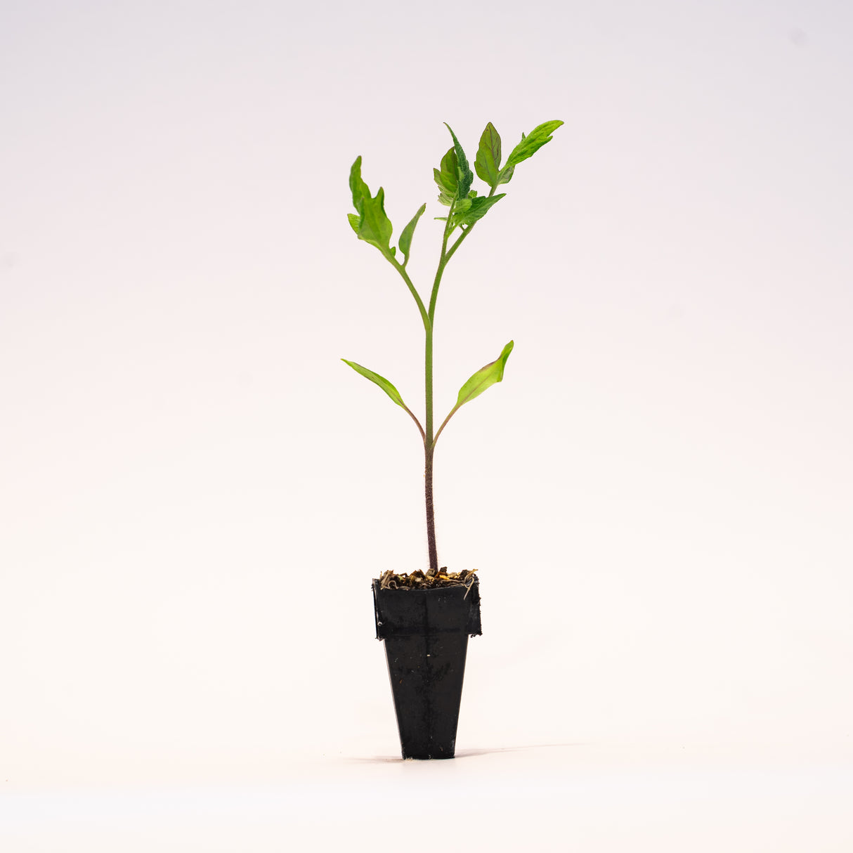 Pink Pong Tomato Plants