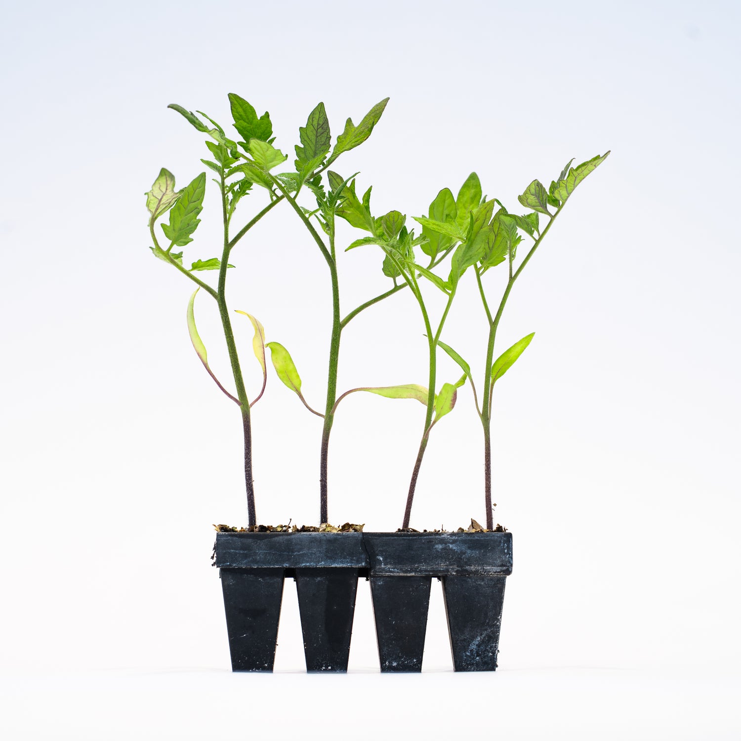 Heirloom Hybrid Garden Jewels (Bundle) Tomato Plants