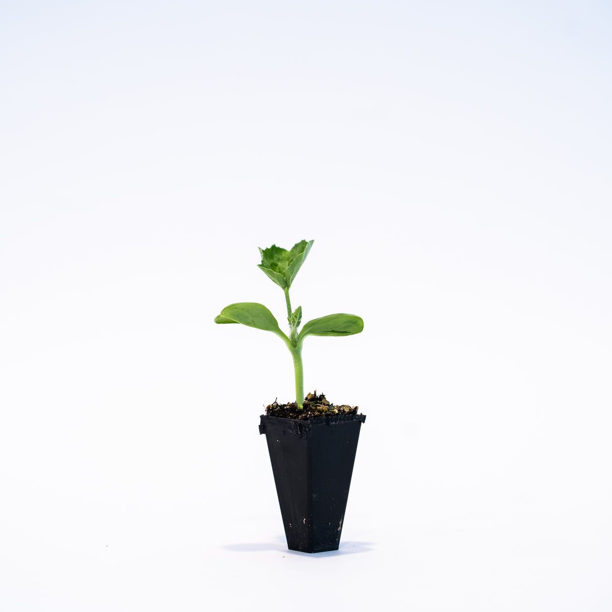 Kalahari (Seedless) Watermelon Plant + 2 Free Pollinator Plants