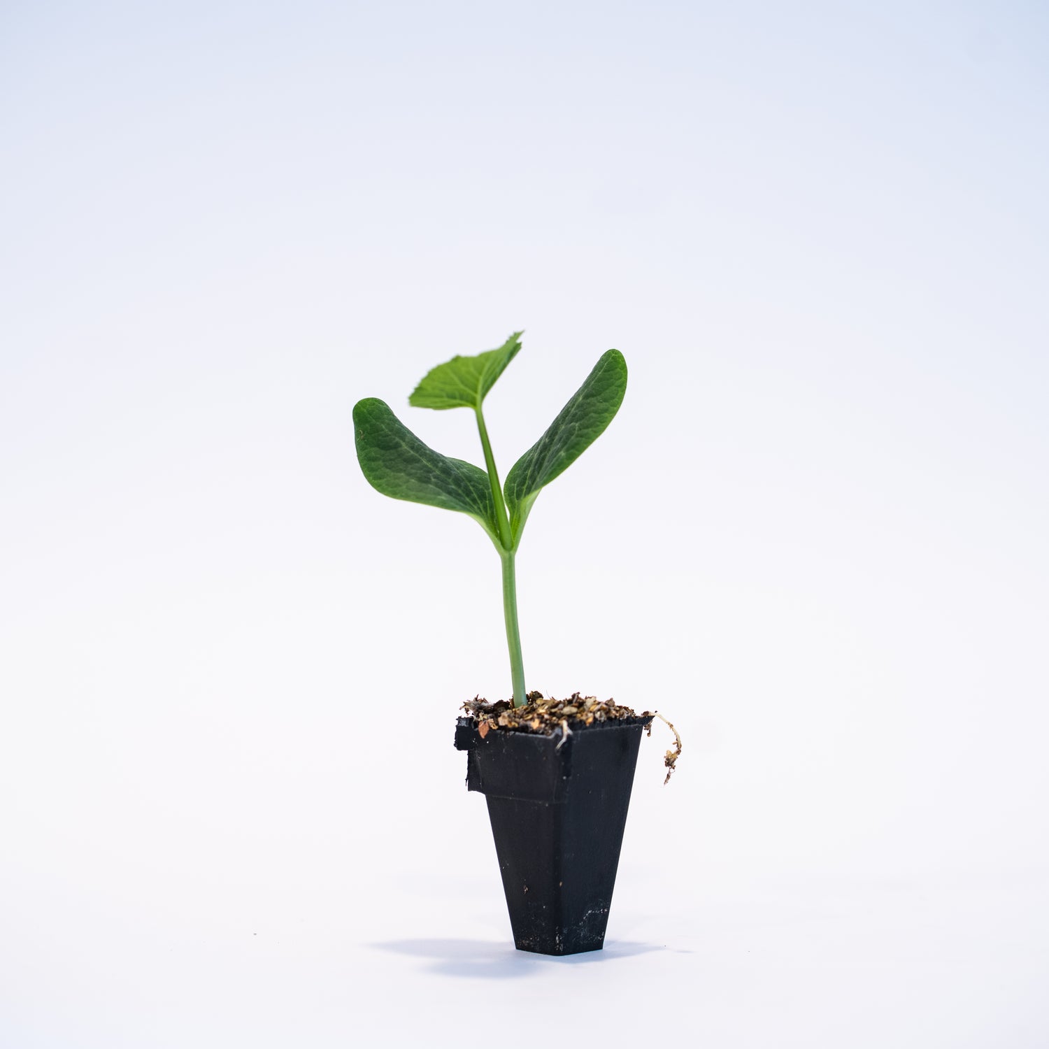 Squash (Grandprize) Plant