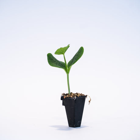 Squash (Grandprize) Plant