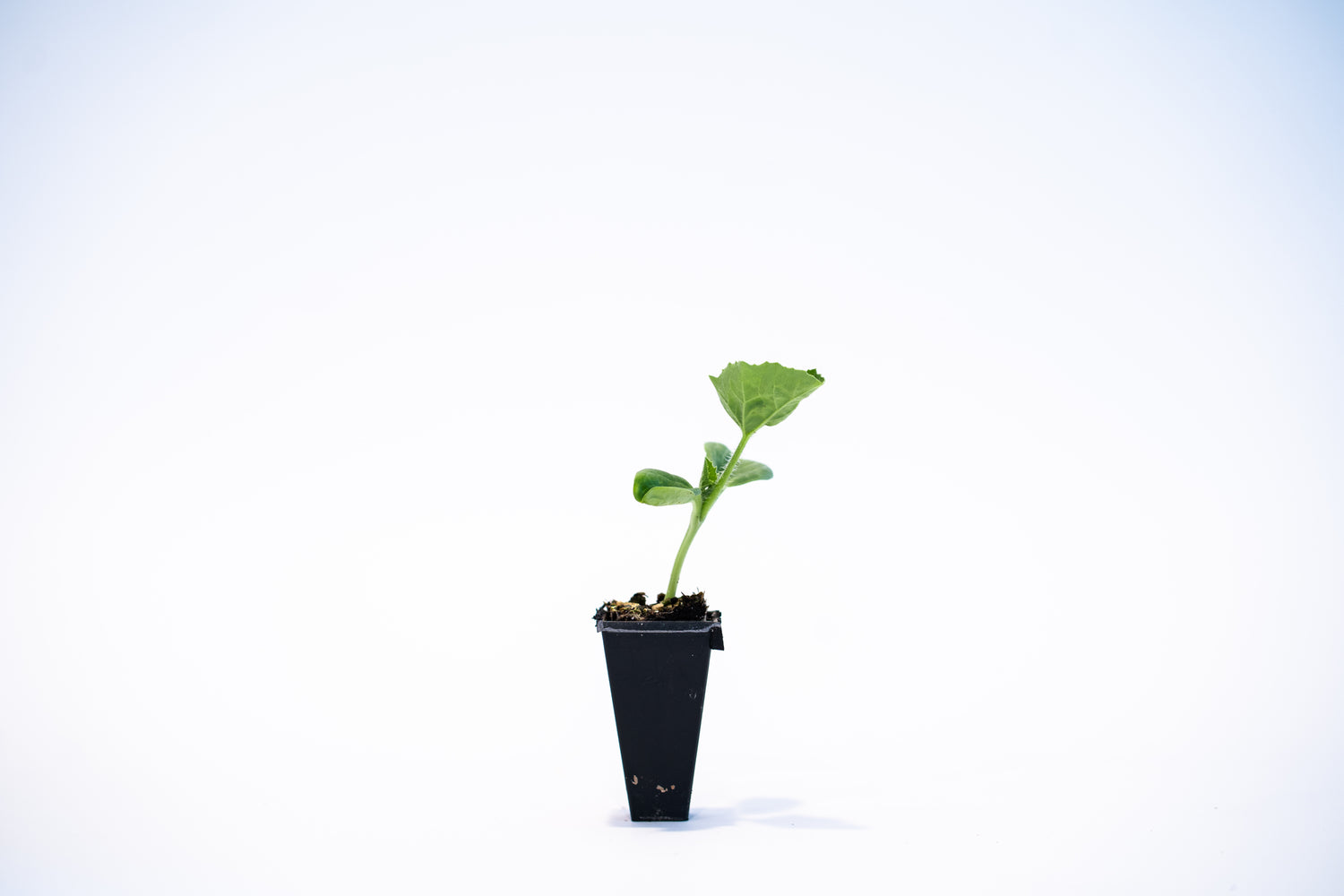 Tropical Sunshine (Seedless) Watermelon Plant + 2 Free Pollinator Plants