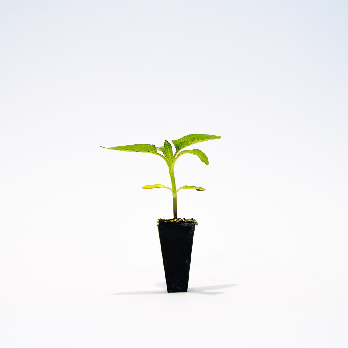 Razzmatazz Sunflower Plant