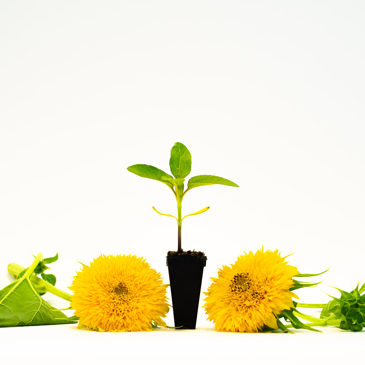 Teddy Bear Sunflower Plant