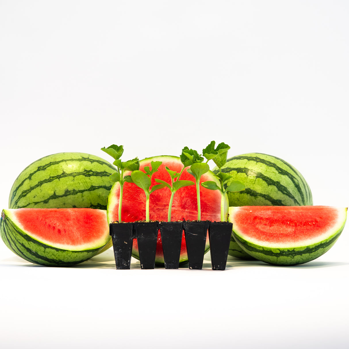 Kalahari (Seedless) Watermelon Plant + 2 Free Pollinator Plants