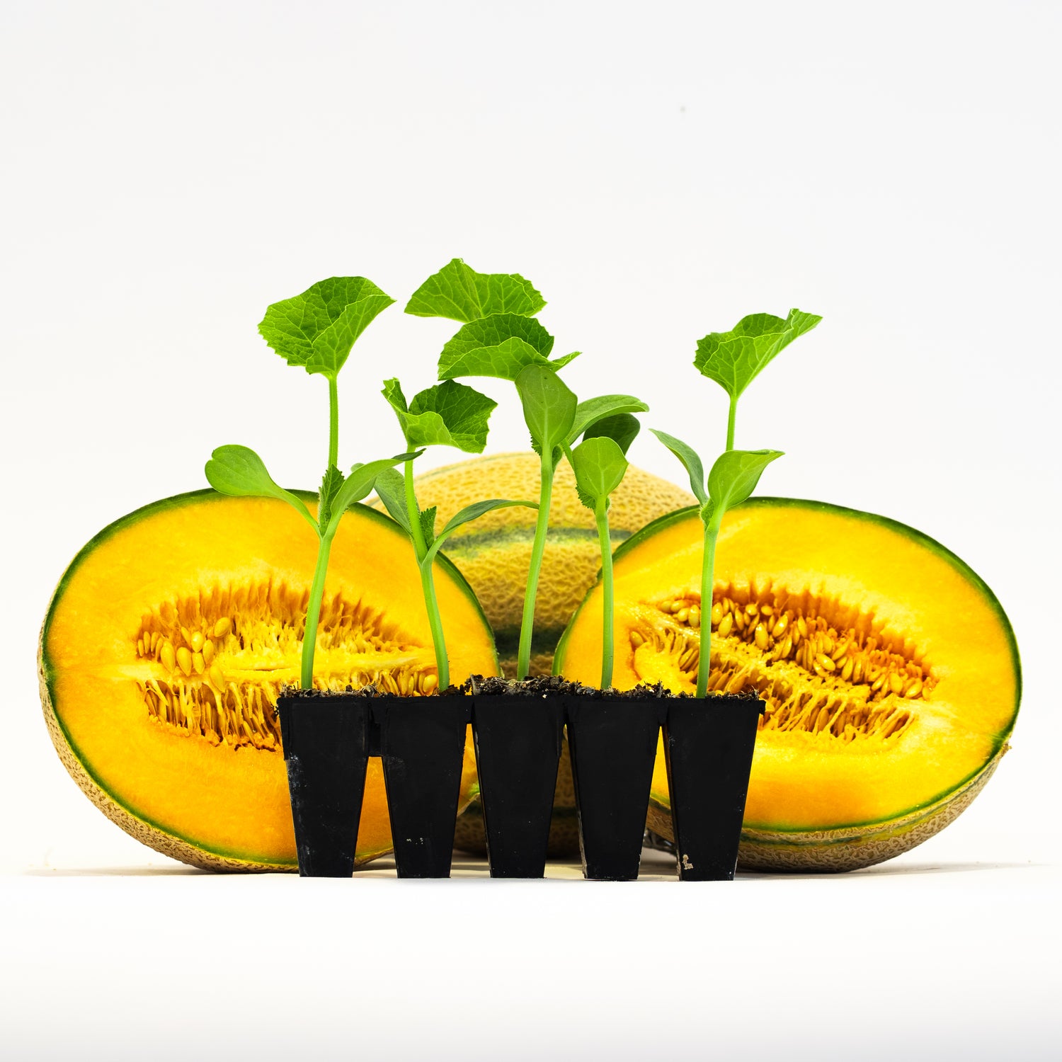 Seedless Watermelon (Bundle)