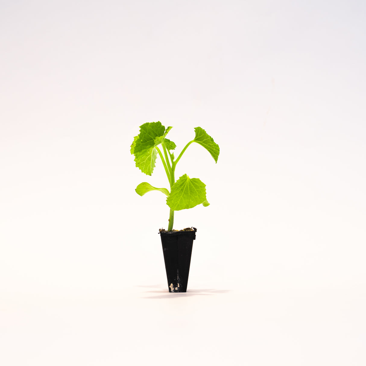 Warty Goblin Pumpkin Plant