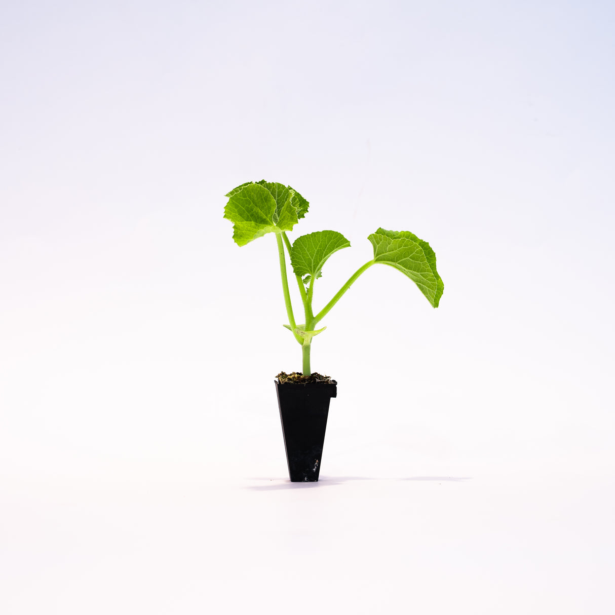 Midnight Pumpkin 😈