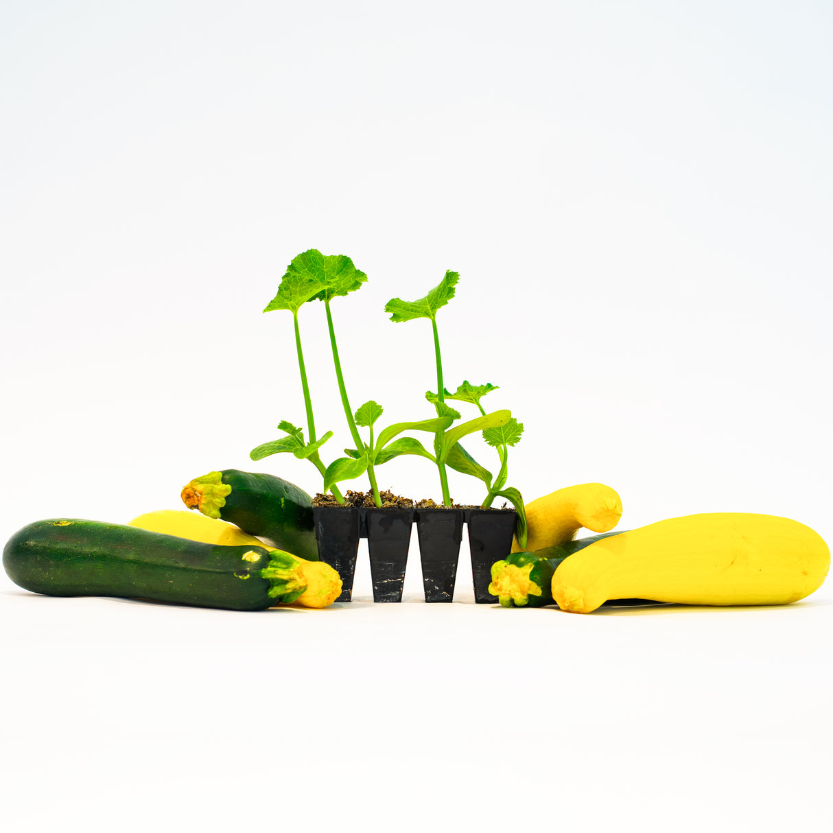 Squash Bundle - Zucchini, Yellow squash, Spaghetti