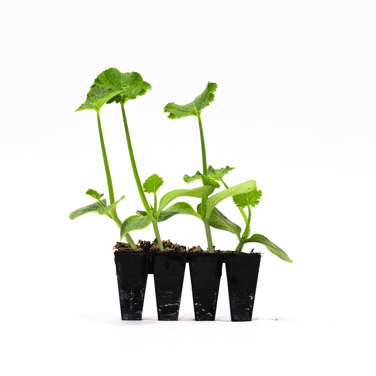 Squash Bundle - Zucchini, Yellow squash, Spaghetti