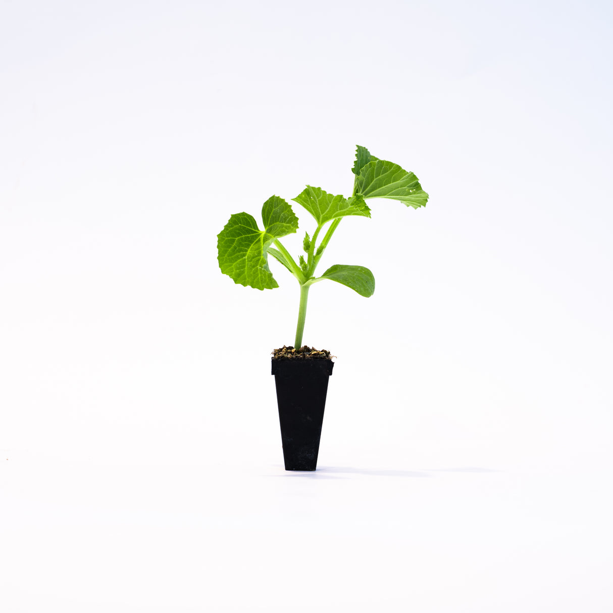 Casperita (Mini) Pumpkin Plant