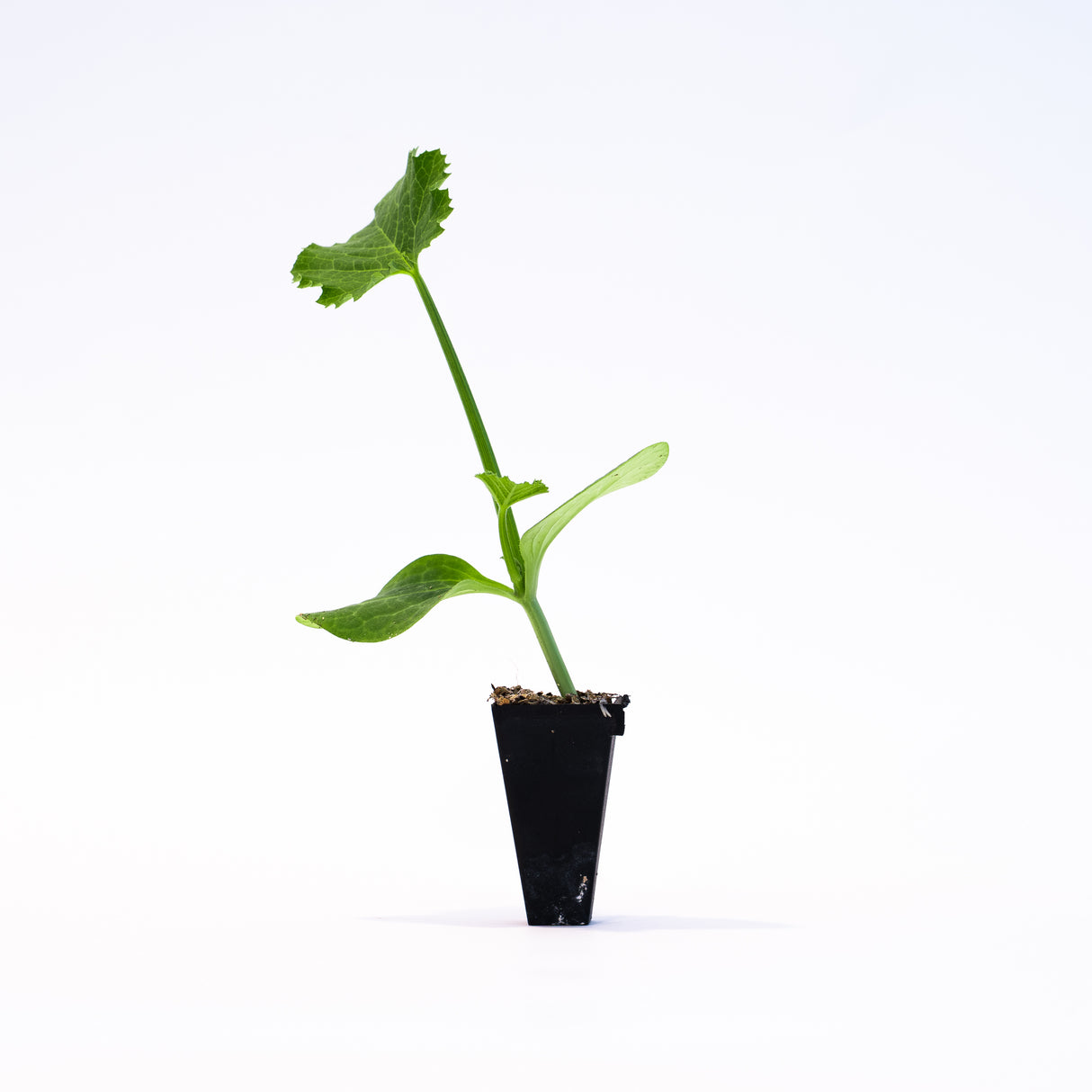 Porcelain Princess Pumpkin Plant