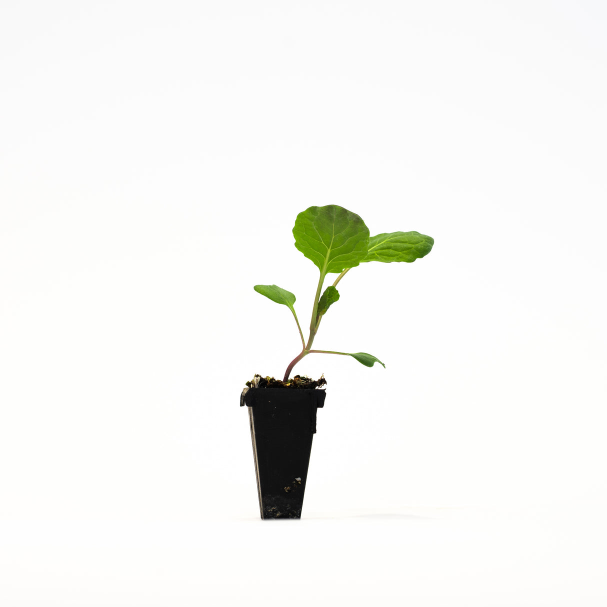 Brussels Sprouts Plants