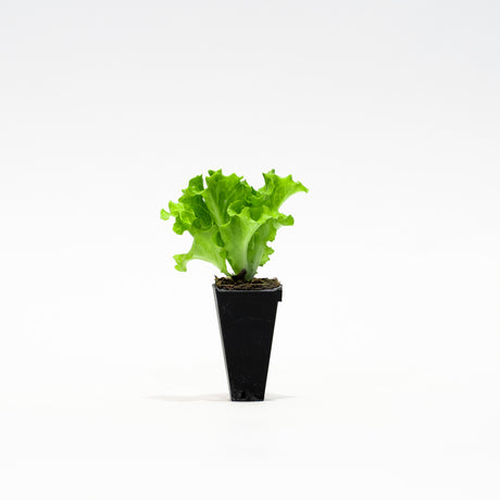 Muir Lettuce Plant