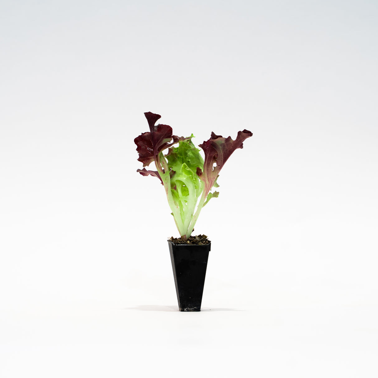 Brentwood Lettuce Plant