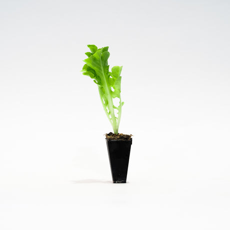 Kiribati Lettuce Plant