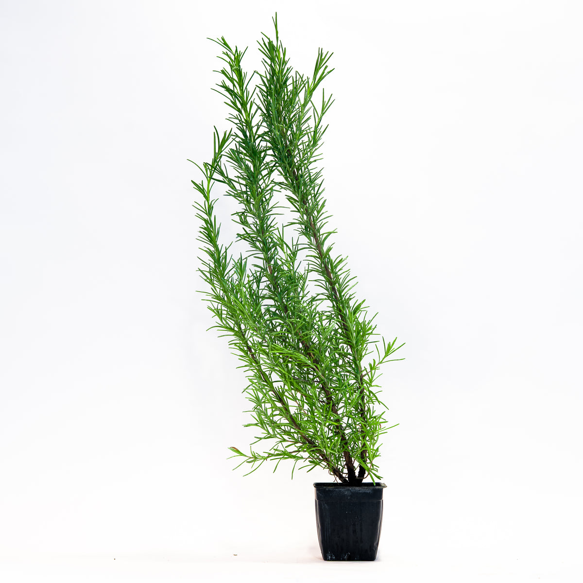 Rosemary Christmas Tree