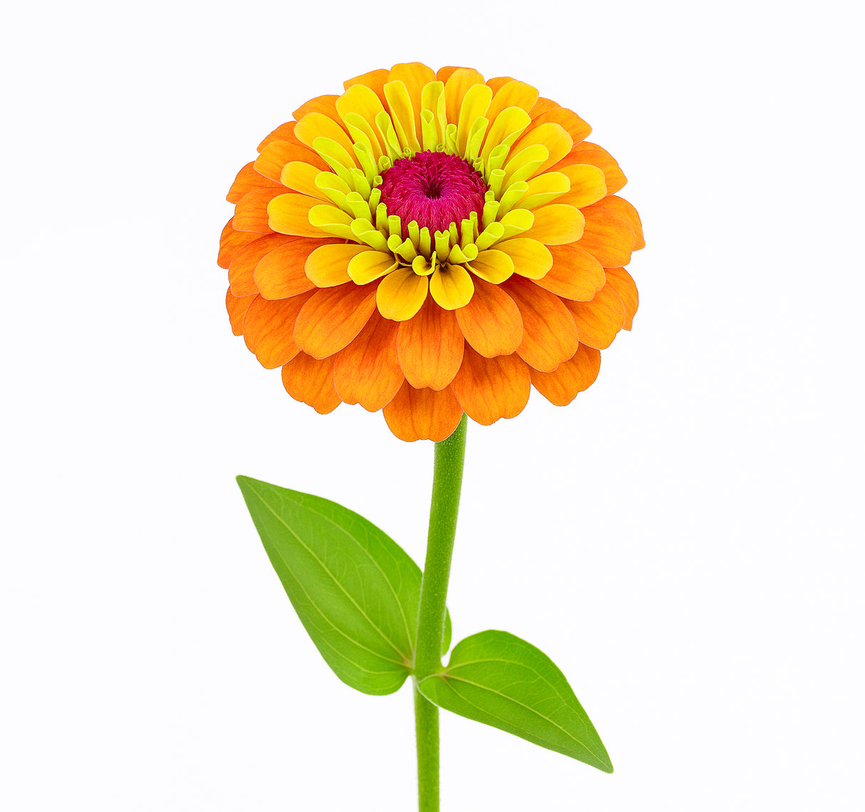Queeny Lime Orange Zinnia Plant