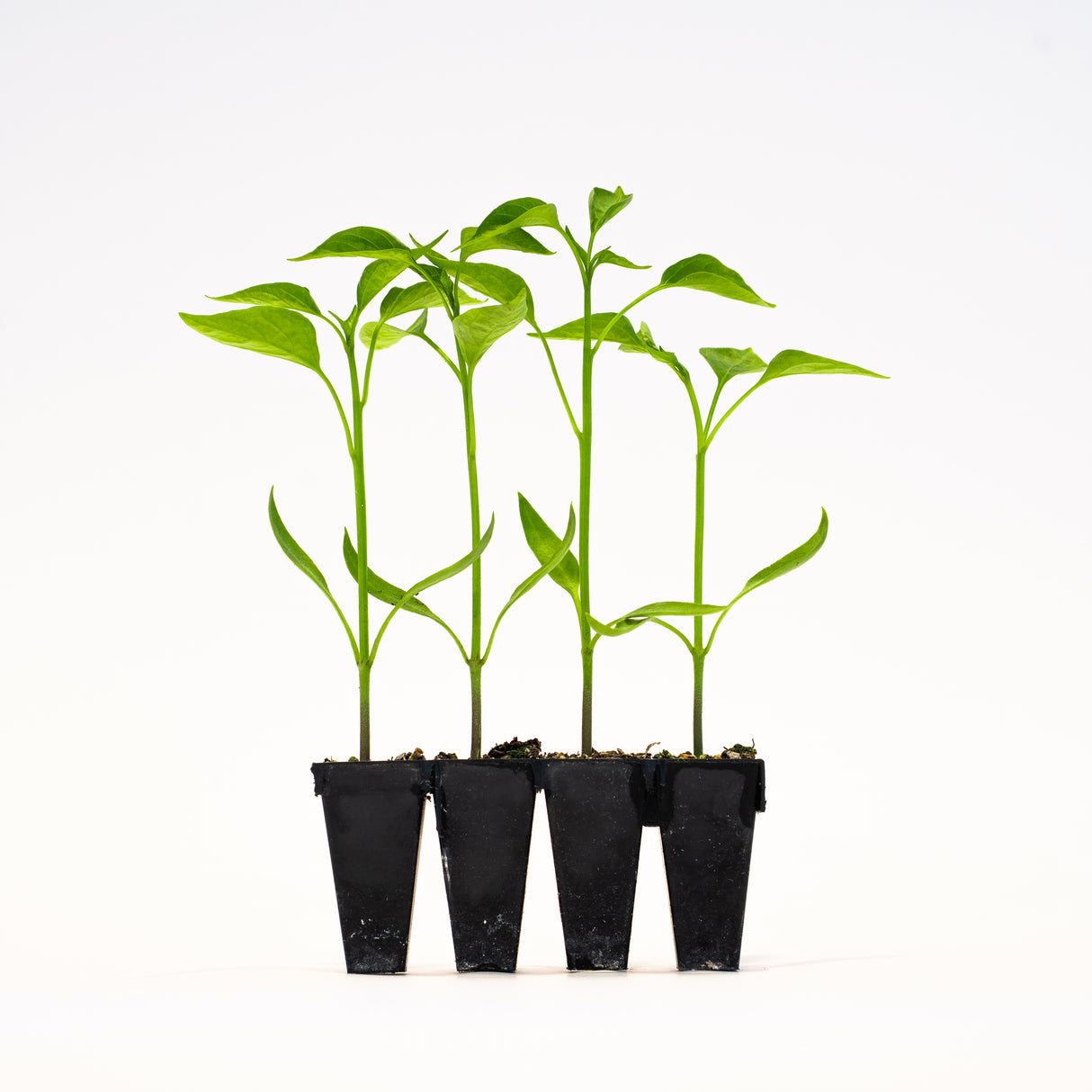 Sweet Banana Pepper (Doblon) Plants
