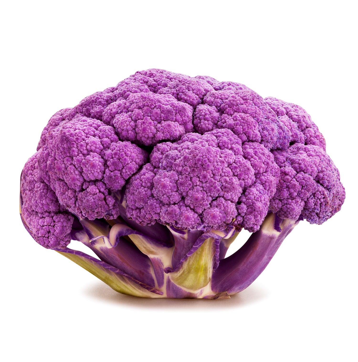 Purple Broccoli Plants