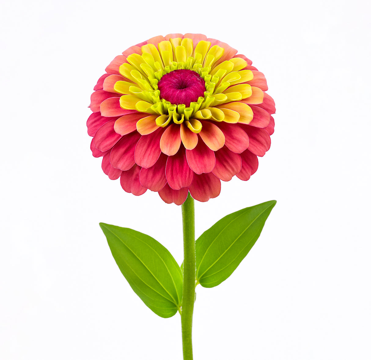 Queeny Lime Red Zinnia Plant
