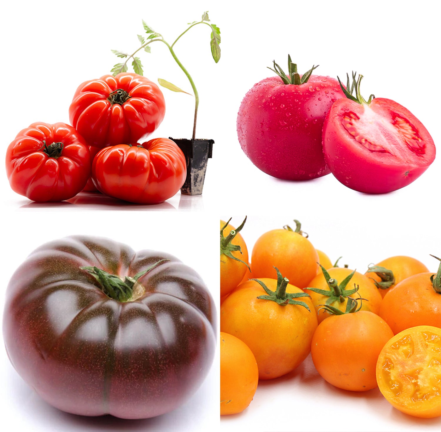 Heirloom Hybrid Garden Jewels (Bundle) Tomato Plants