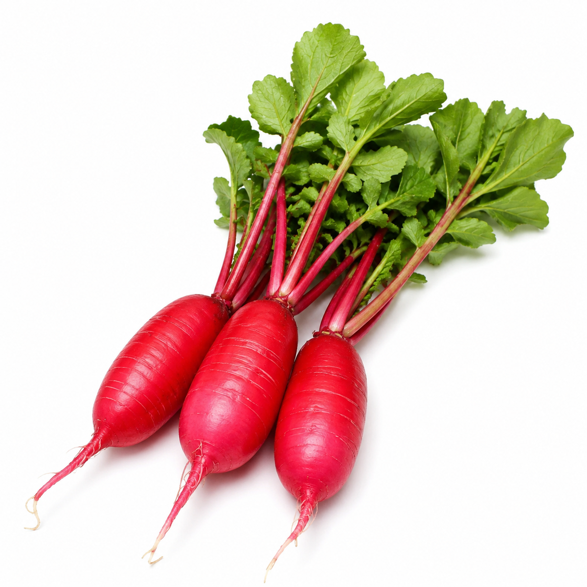 Red Daikon Radish