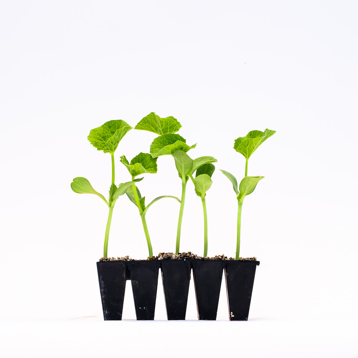 Butternut Squash Plants