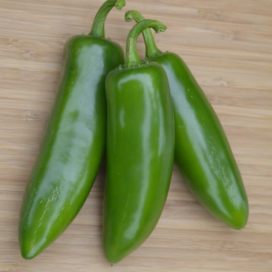 Jalapeno Pepper (Mixteco) Plant