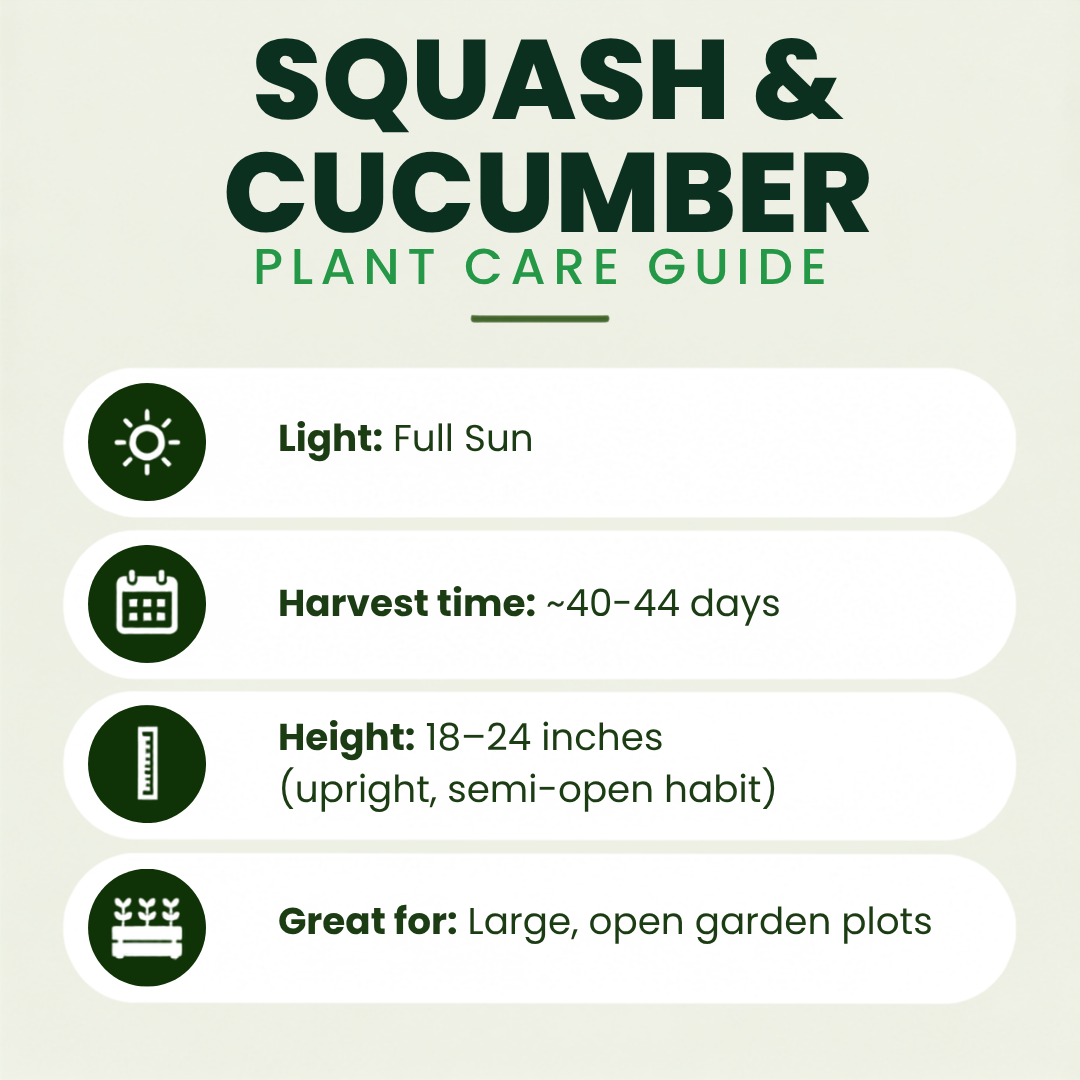 Squash (Grandprize) Plants