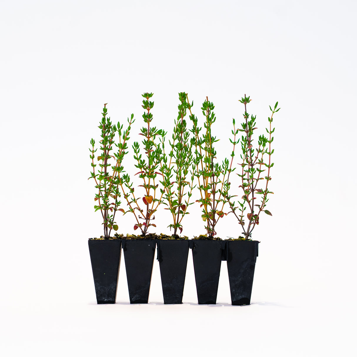 Thyme Plants