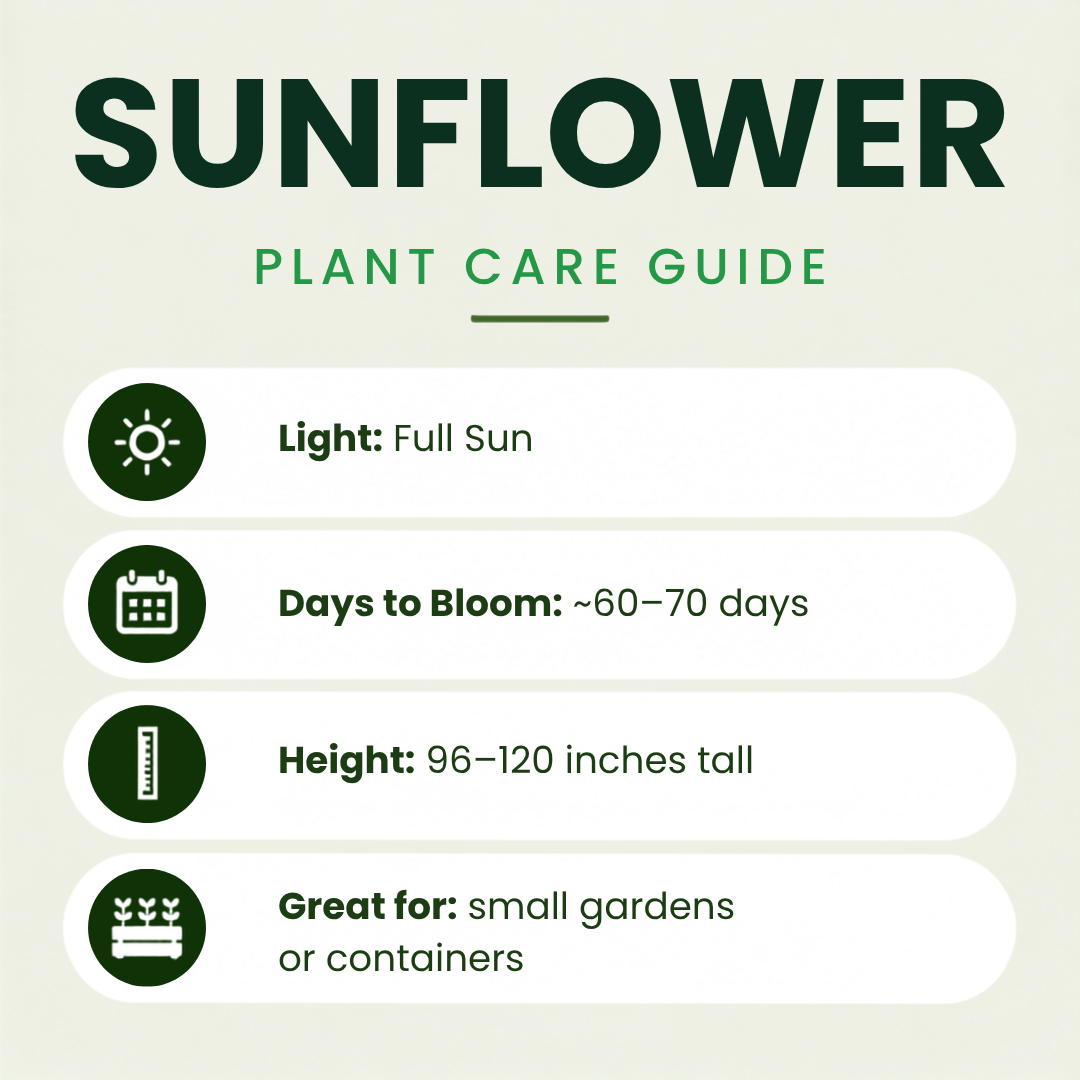 Taiyo Sunflower Plants