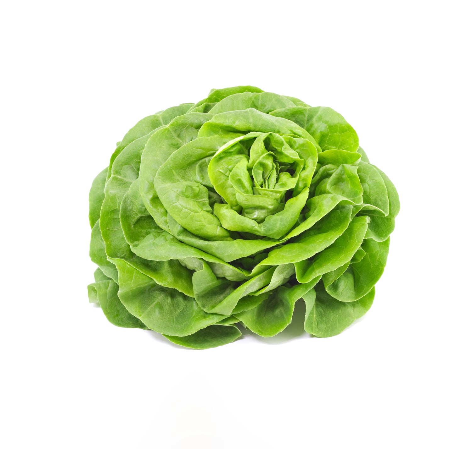 Newham Lettuce Plant (Little Gem)