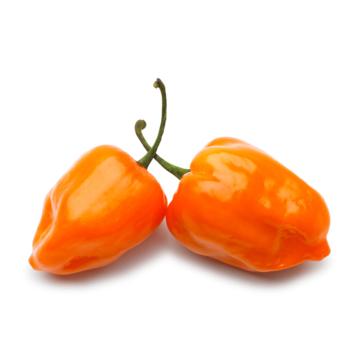 Habanero Pepper Plant