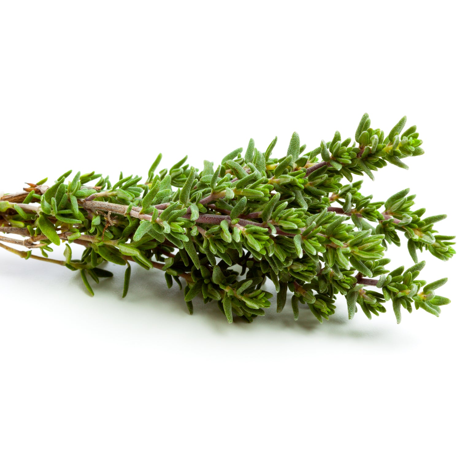 Thyme Plant