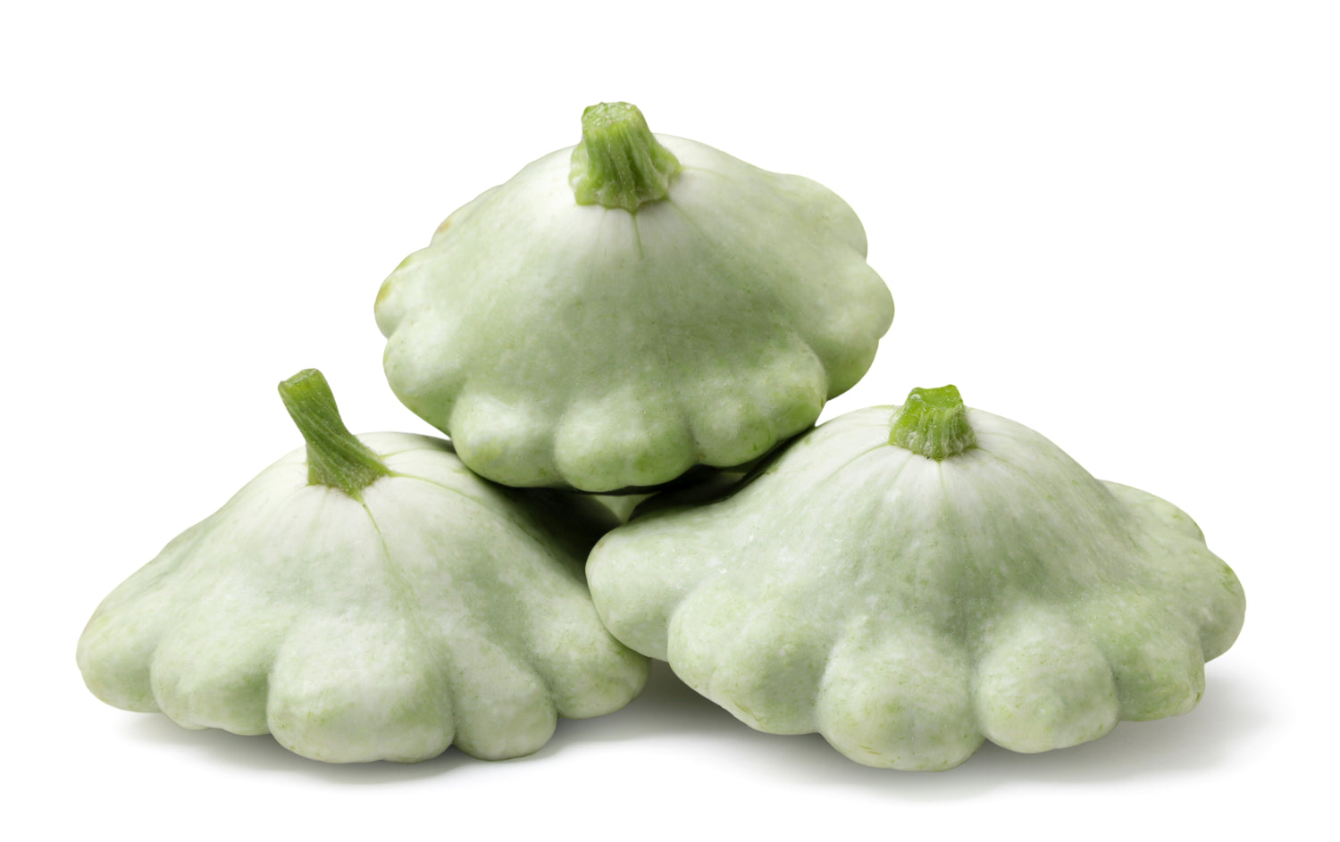 Squash (Lunar Eclipse Scallop) Plant