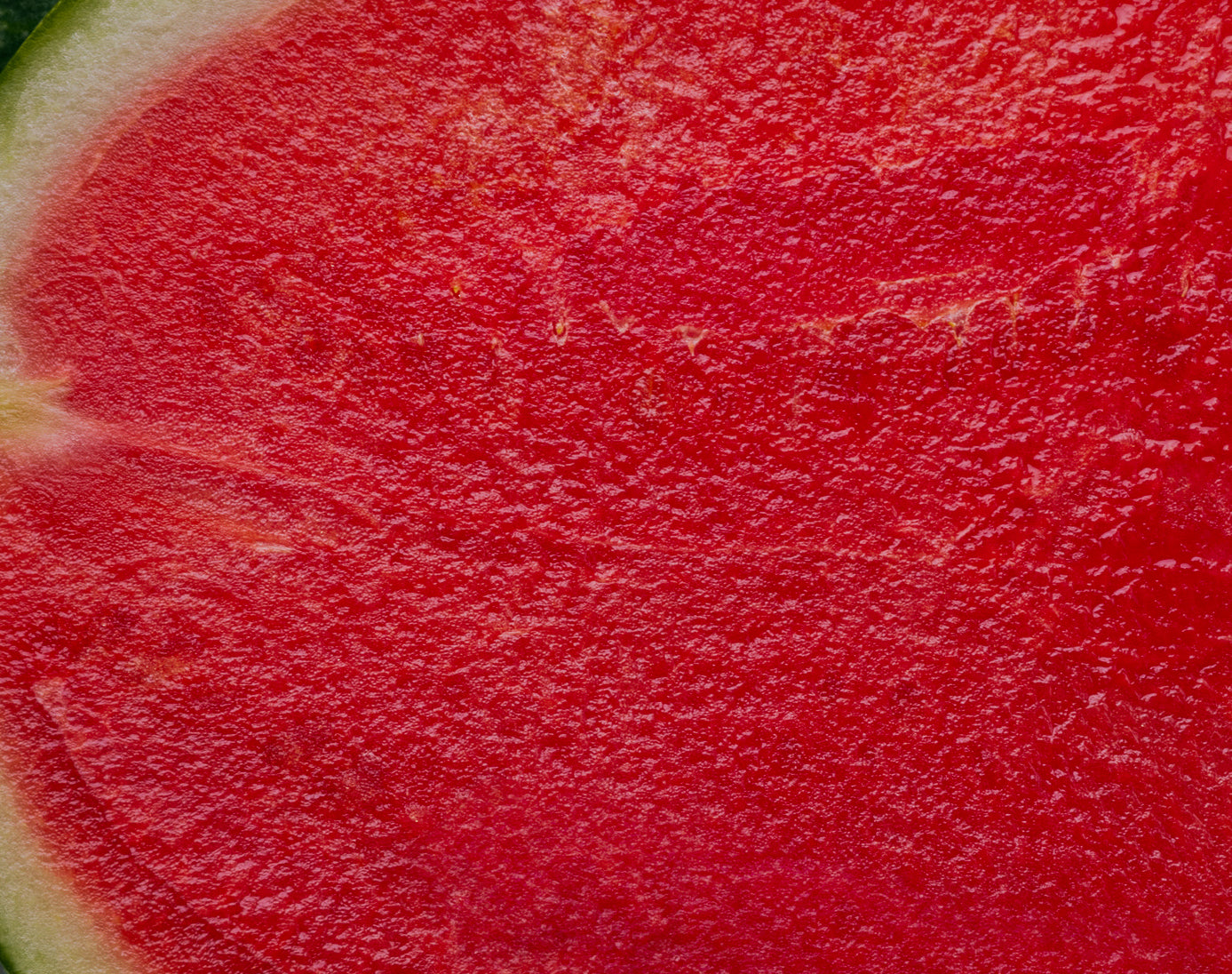 Kalahari (Seedless) Watermelon Plant + 2 Free Pollinator Plants